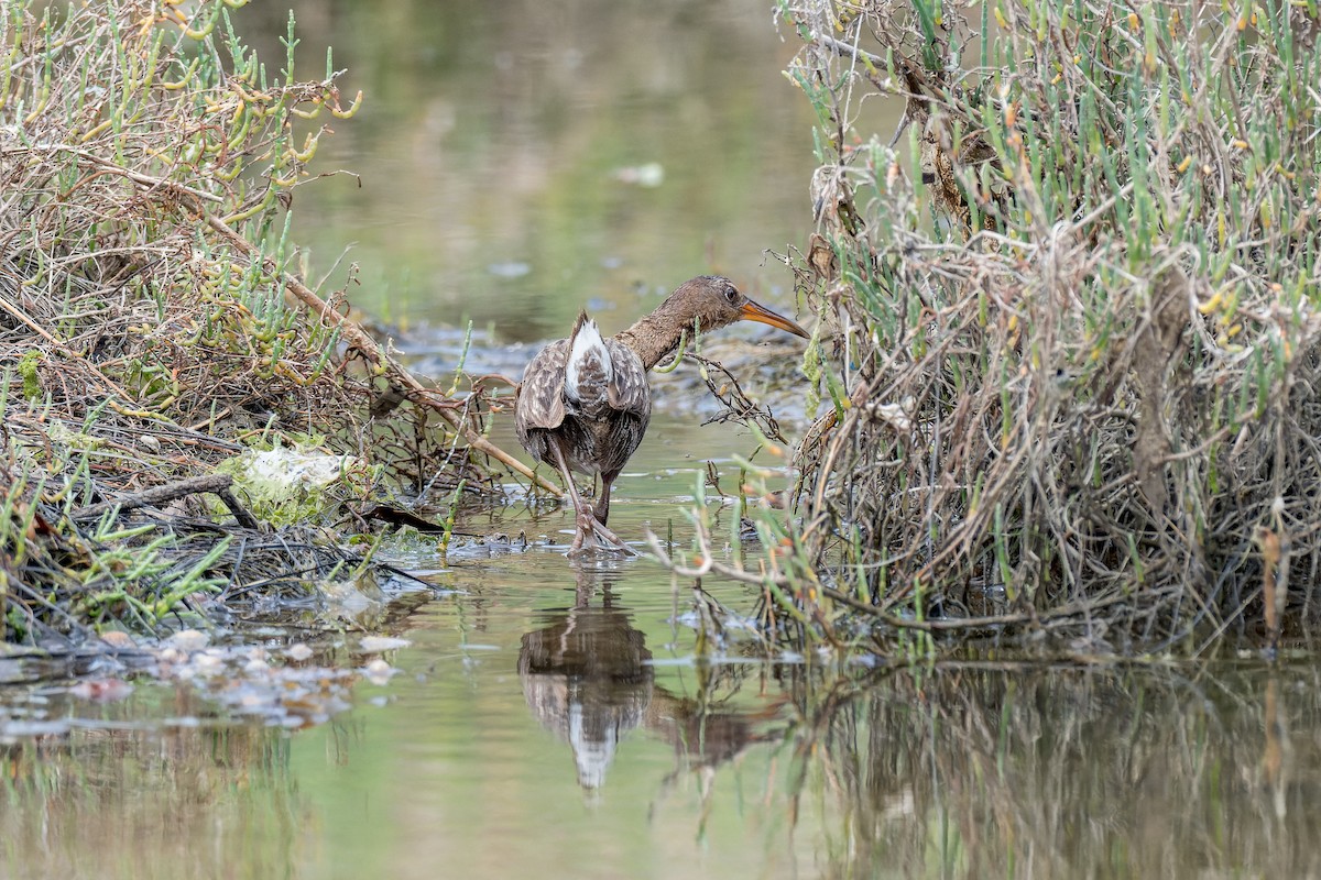 Ridgway's Rail - ML620806684