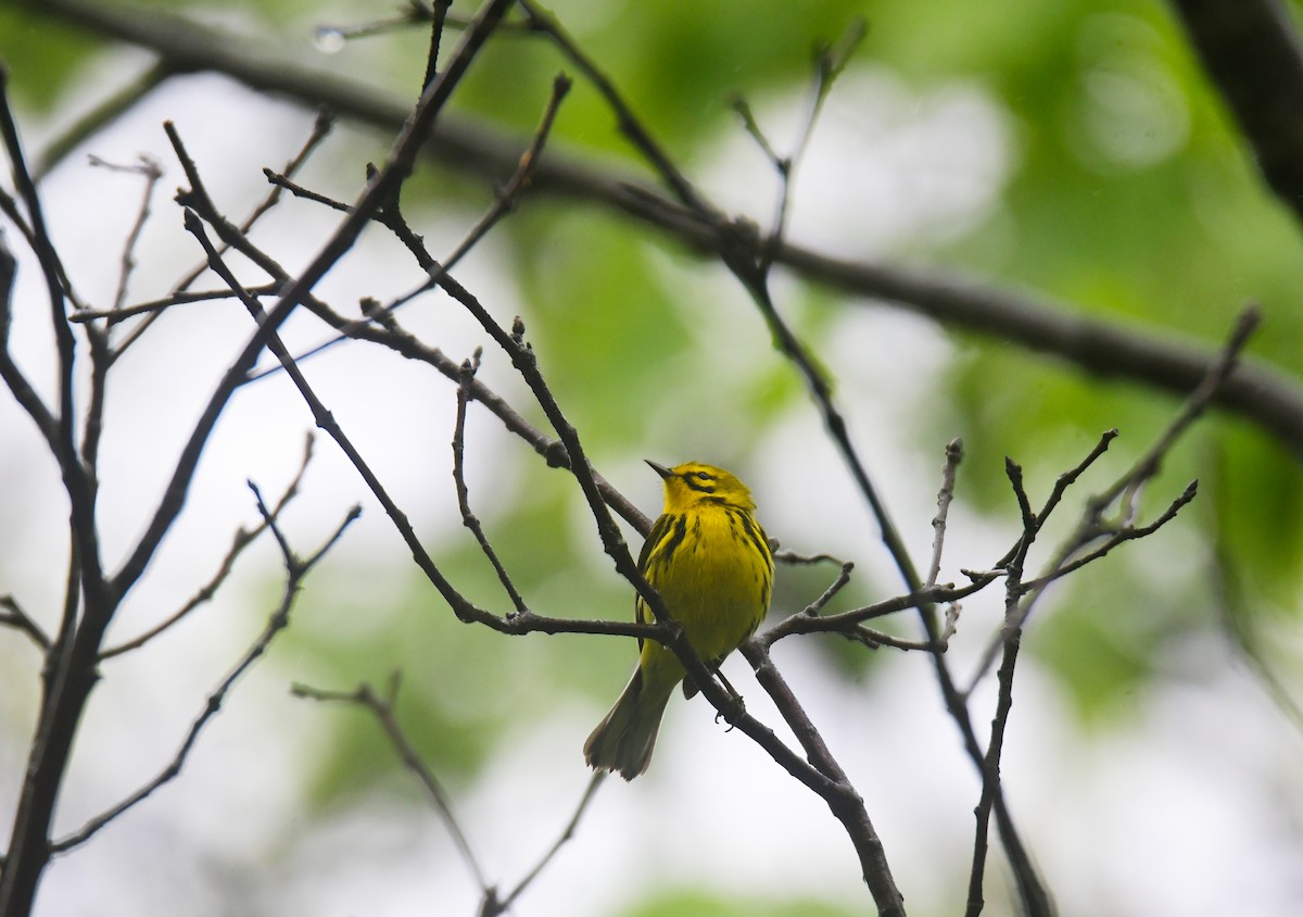 Prairie Warbler - ML620806694