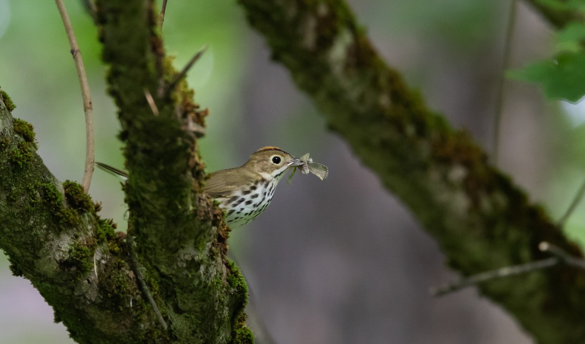 Ovenbird - ML620806700