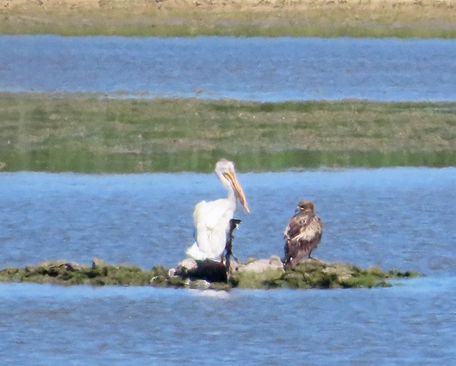 American White Pelican - ML620806706