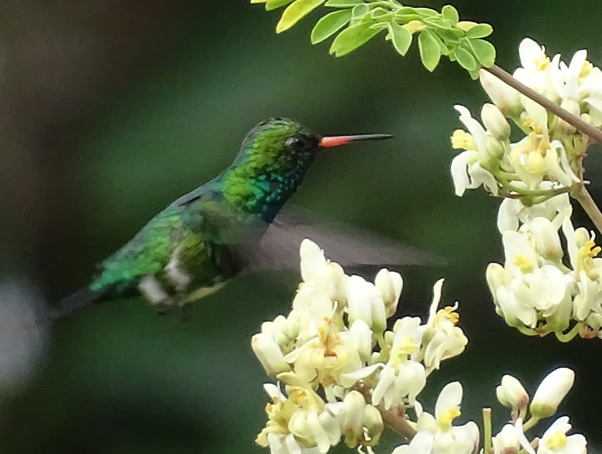 Glittering-bellied Emerald - ML620806708