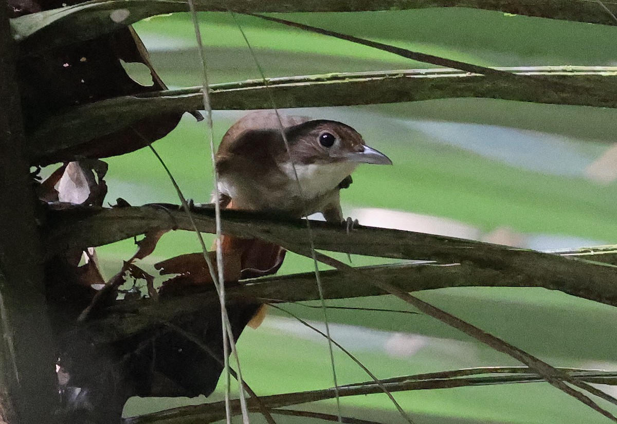 Olive-backed Foliage-gleaner - ML620806710