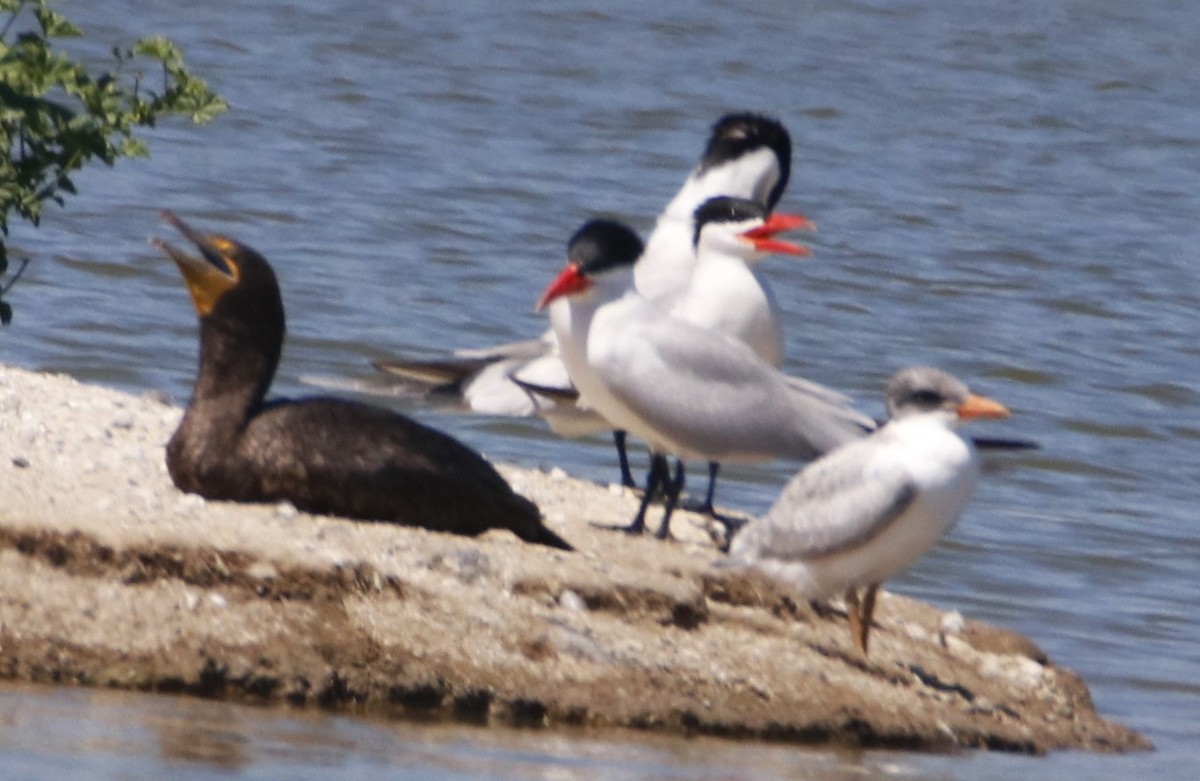 Double-crested Cormorant - ML620806712