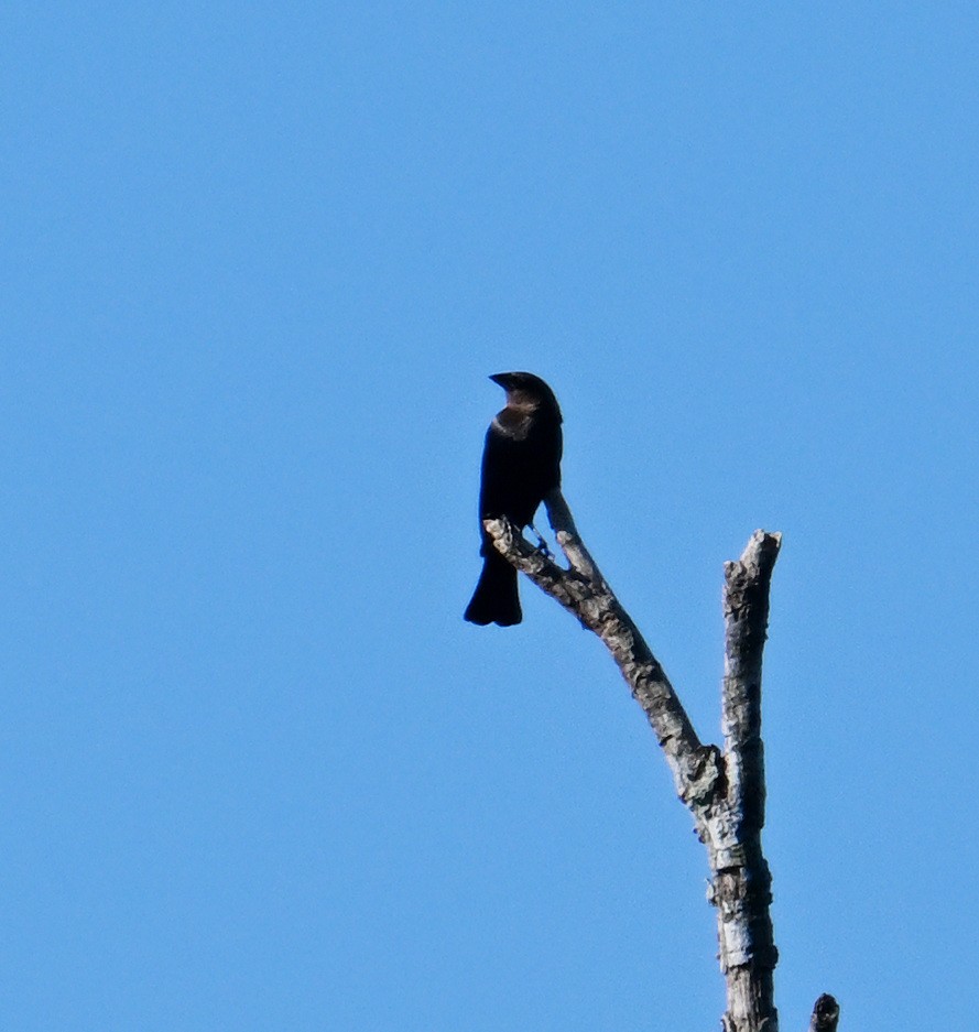 Brown-headed Cowbird - ML620806714