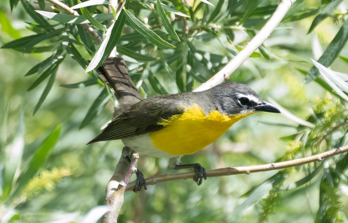 Yellow-breasted Chat - ML620806715