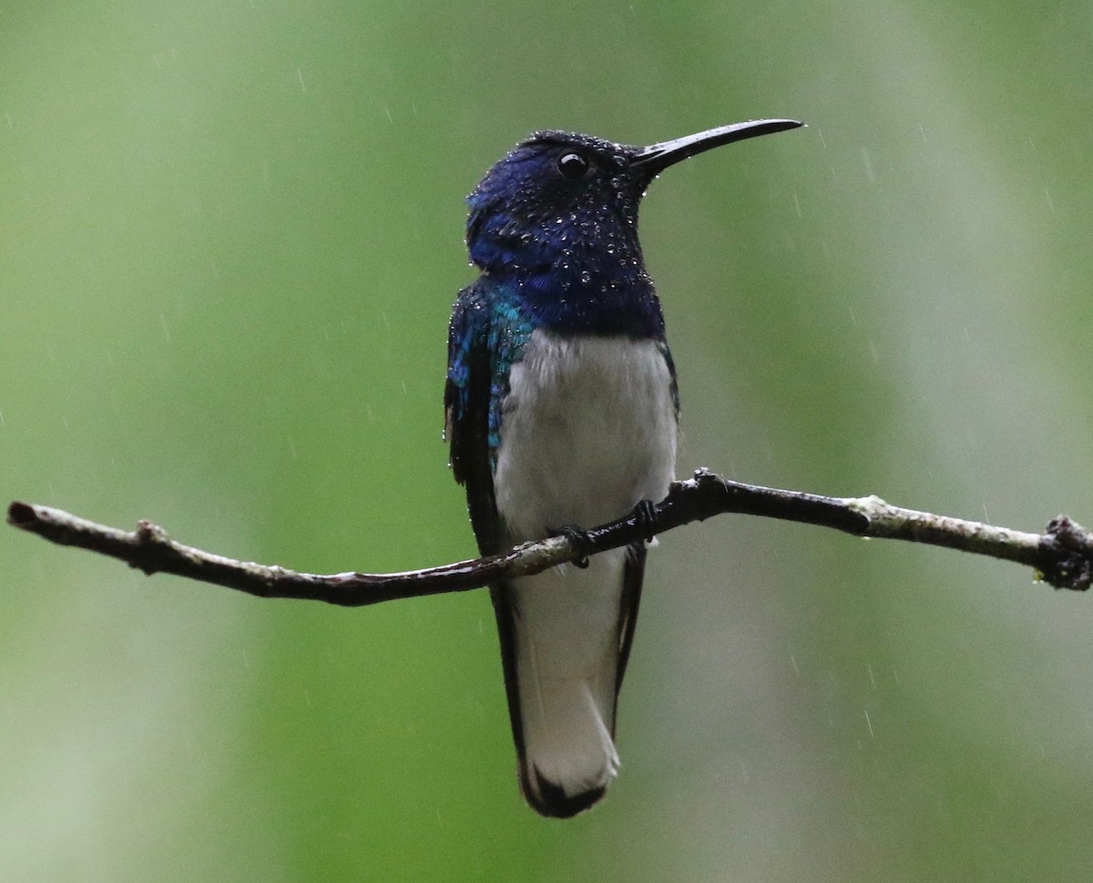 White-necked Jacobin - ML620806716