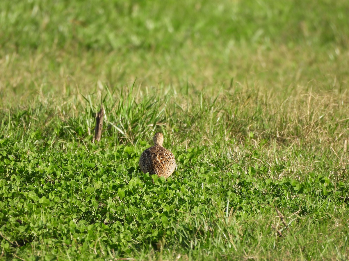 Spotted Nothura - ML620806717