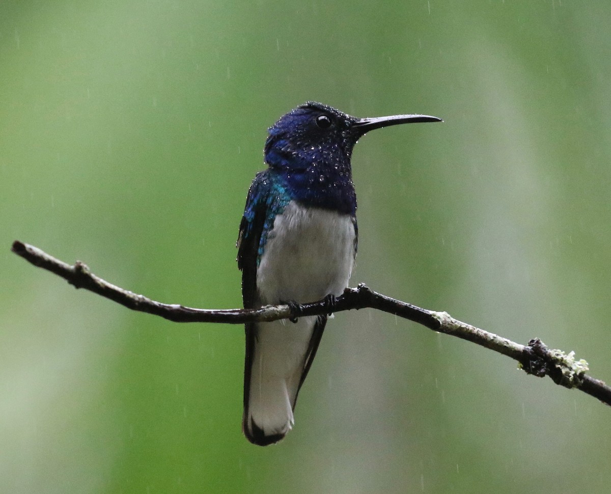 White-necked Jacobin - ML620806718