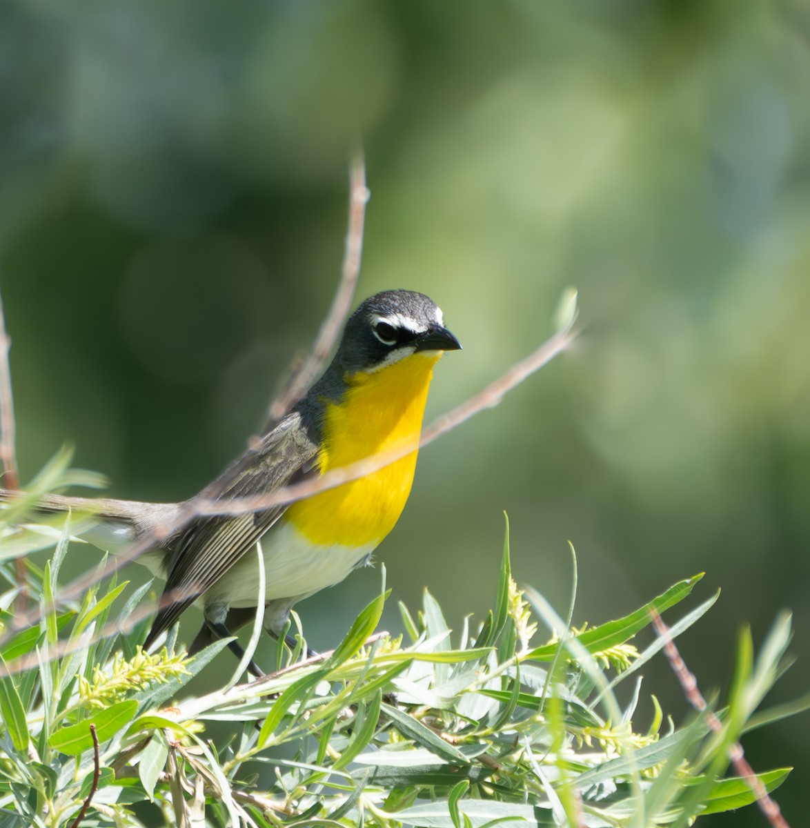 Yellow-breasted Chat - ML620806719