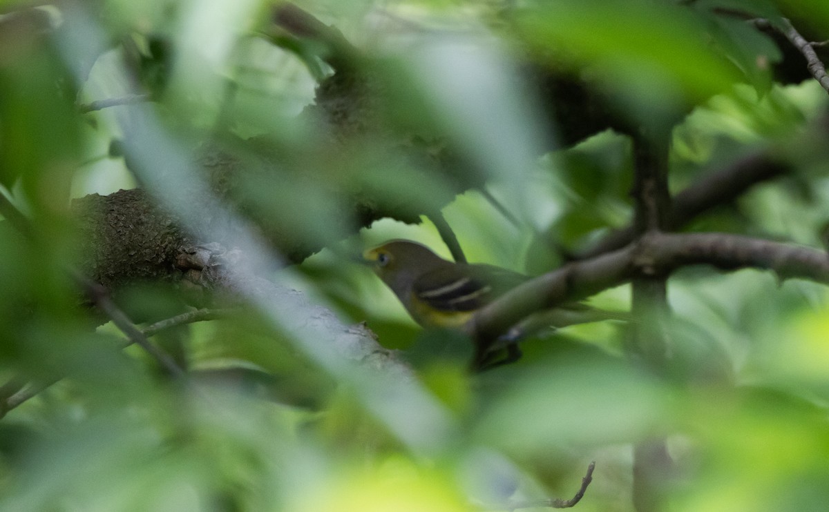 White-eyed Vireo - Jay McGowan