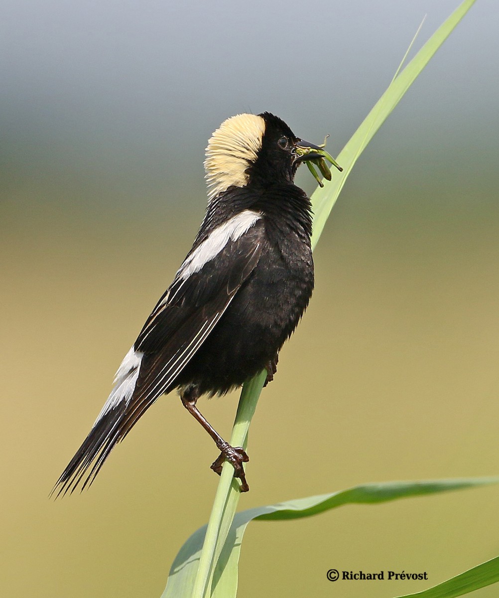 bobolink americký - ML620806723