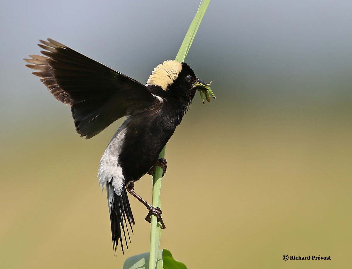 bobolink americký - ML620806724