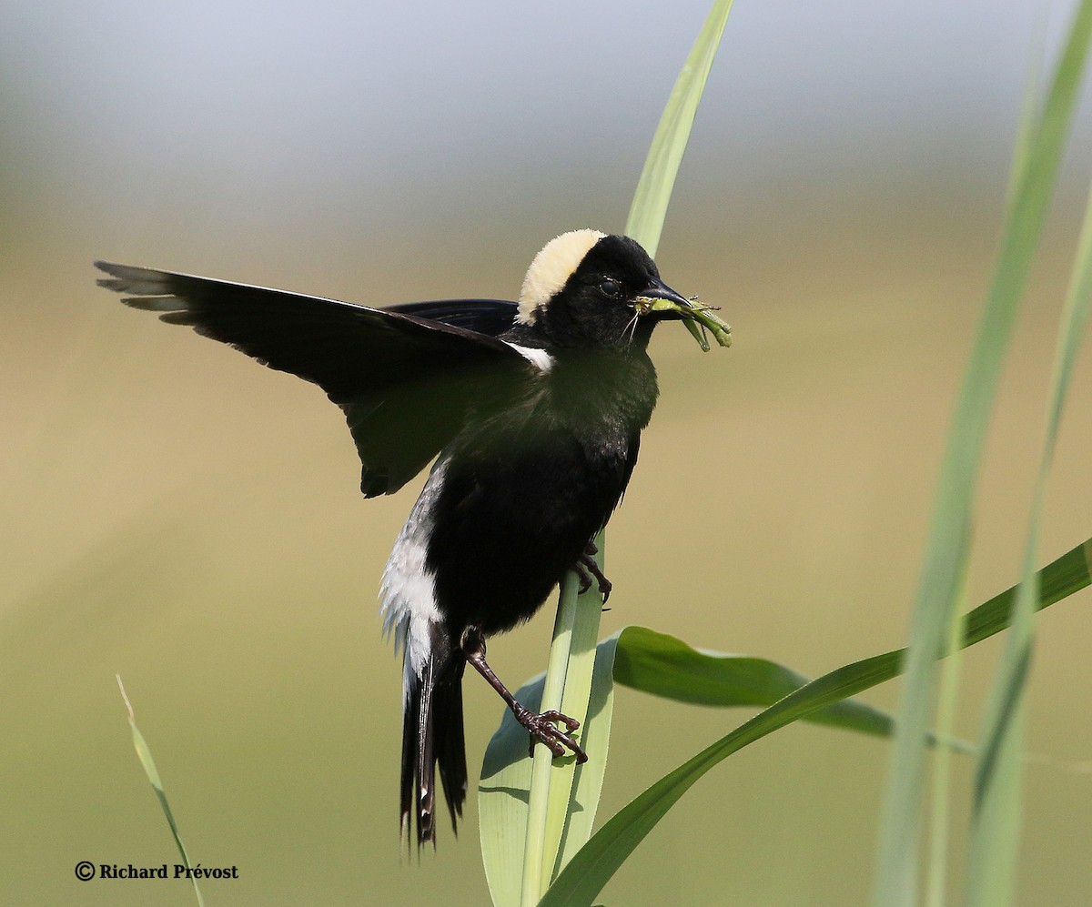 bobolink americký - ML620806726