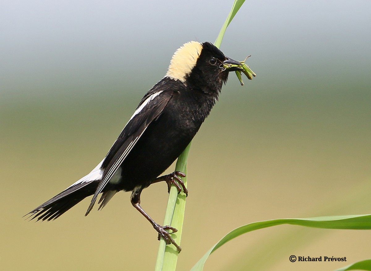 bobolink americký - ML620806727