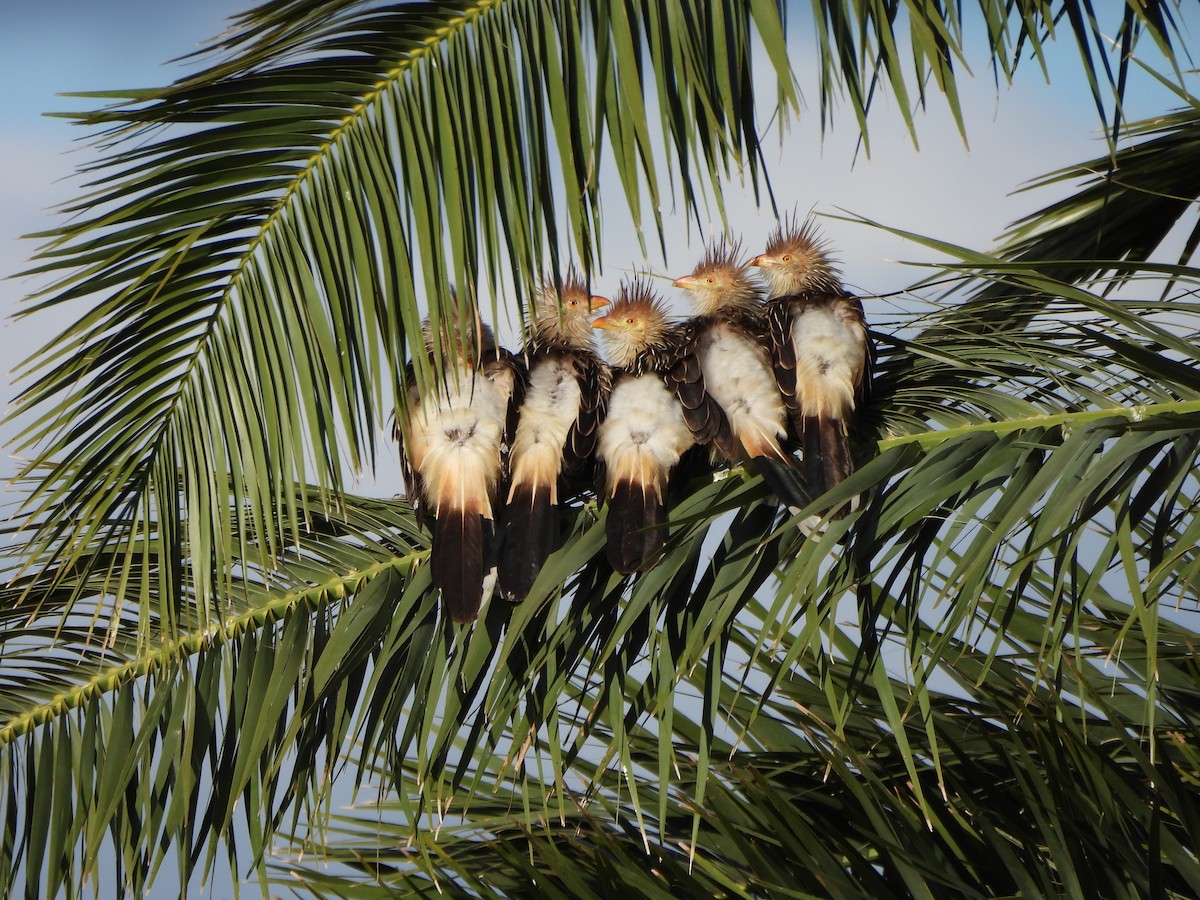 Guira Cuckoo - Margarita González