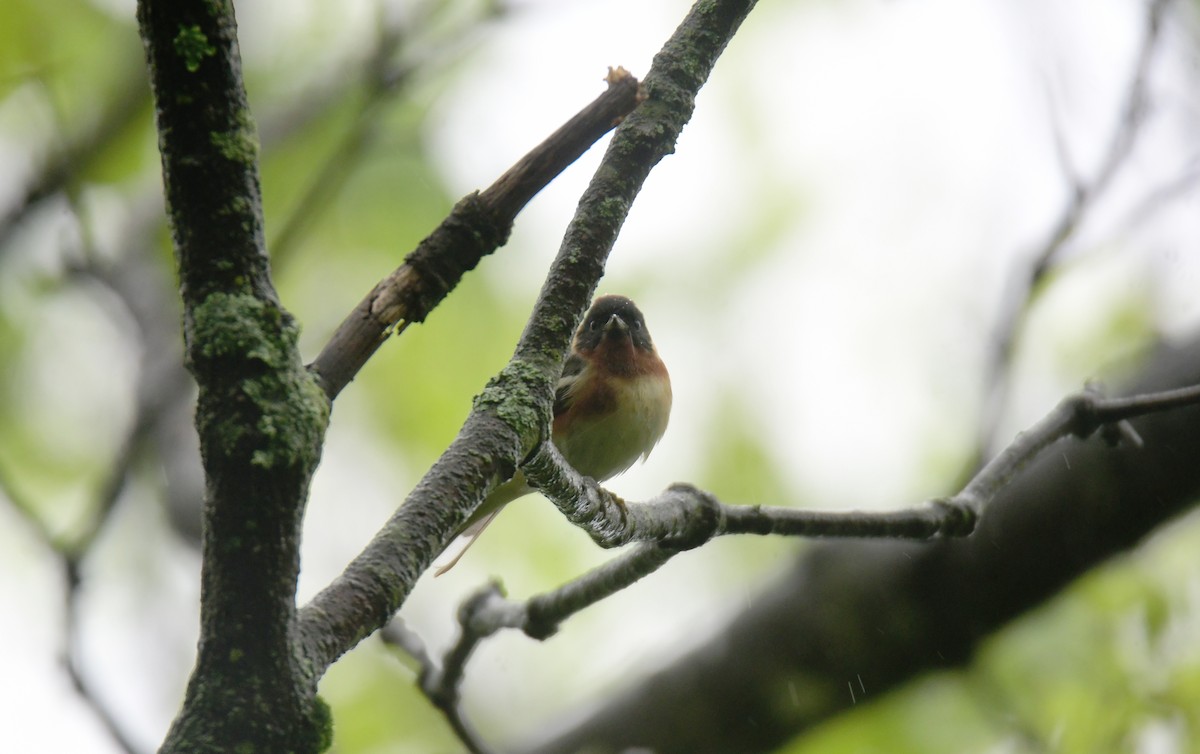 Bay-breasted Warbler - ML620806733