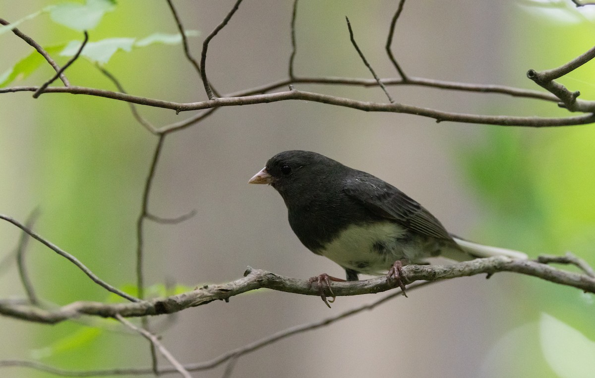 ユキヒメドリ（hyemalis／carolinensis） - ML620806738