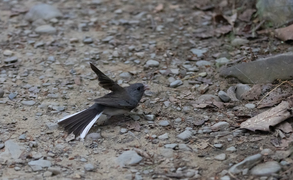 Winterammer (hyemalis/carolinensis) - ML620806739