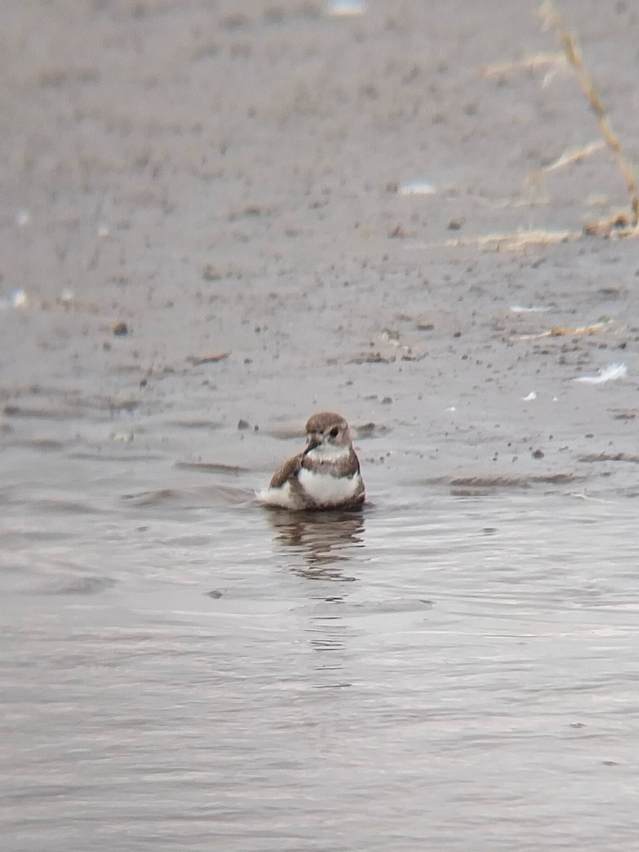 Two-banded Plover - ML620806741
