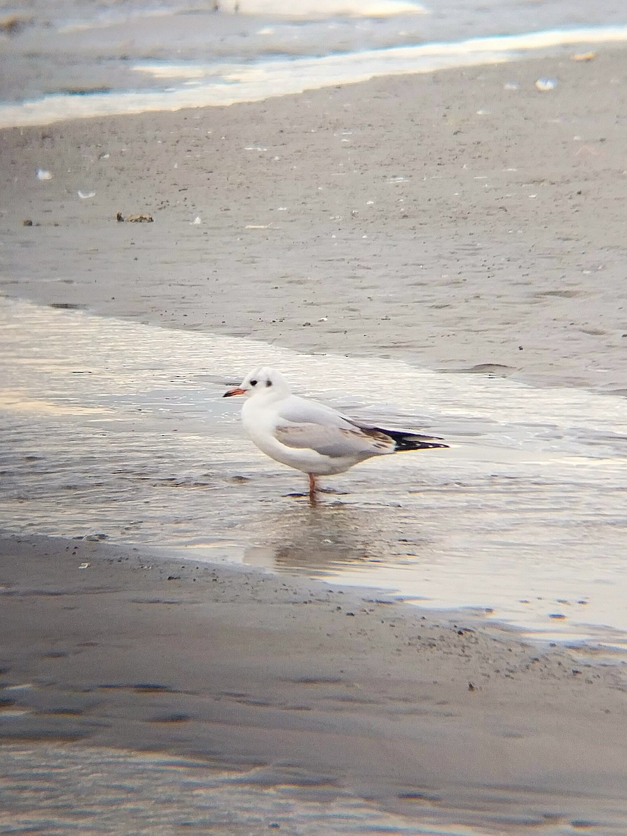 Brown-hooded Gull - ML620806746