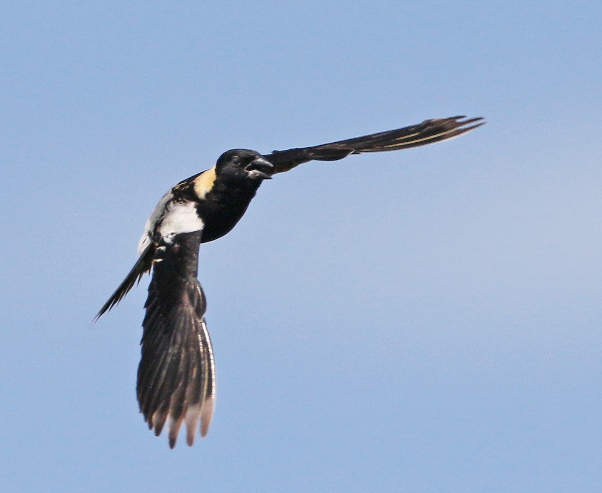 bobolink americký - ML620806749