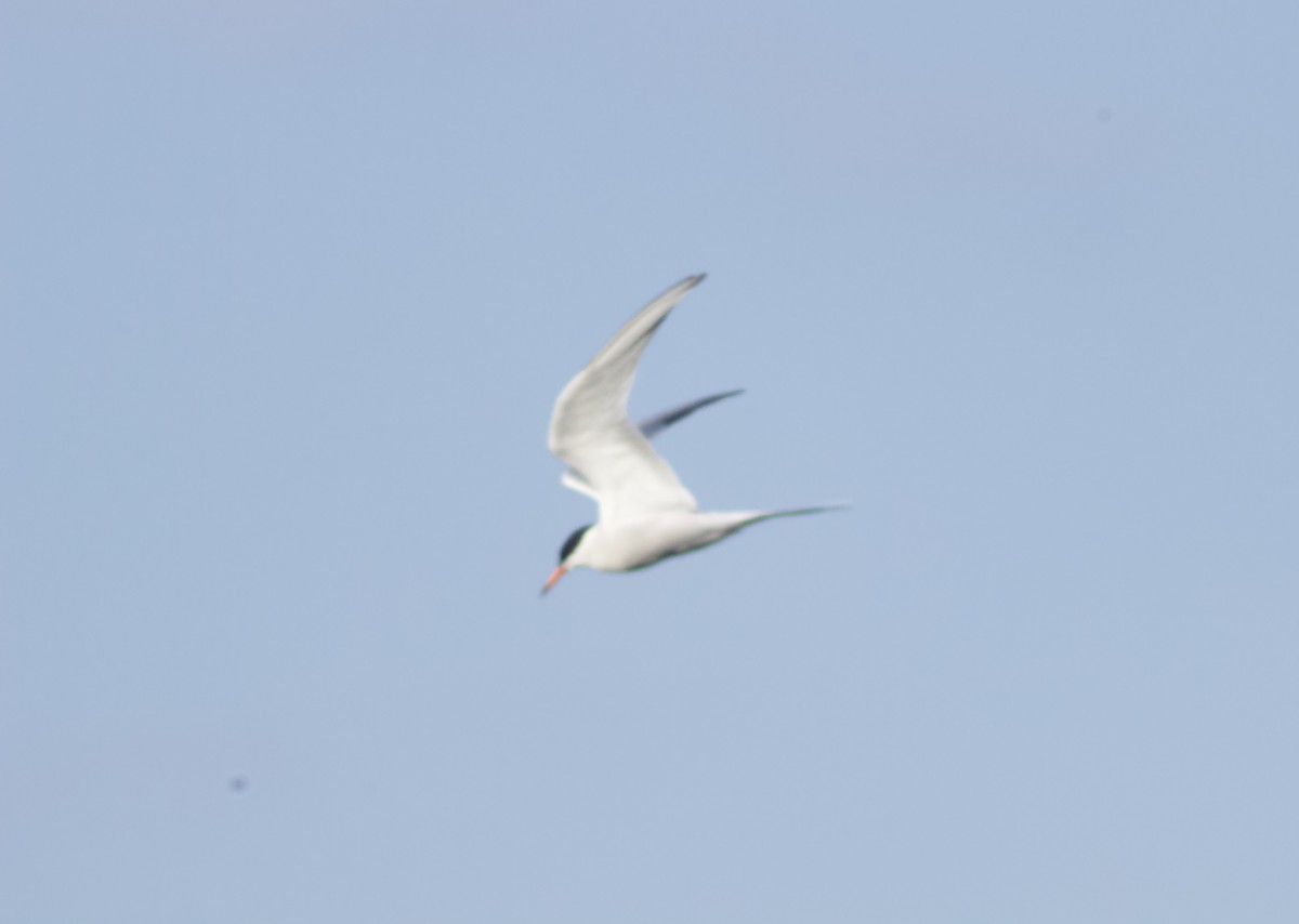 Common Tern - Zakary L’Abbé-Larivière