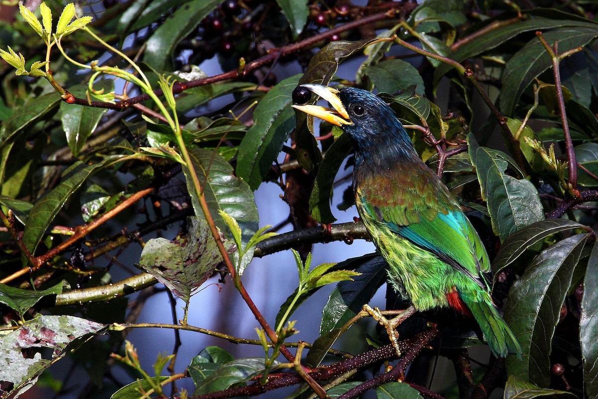 Great Barbet - ML620806755