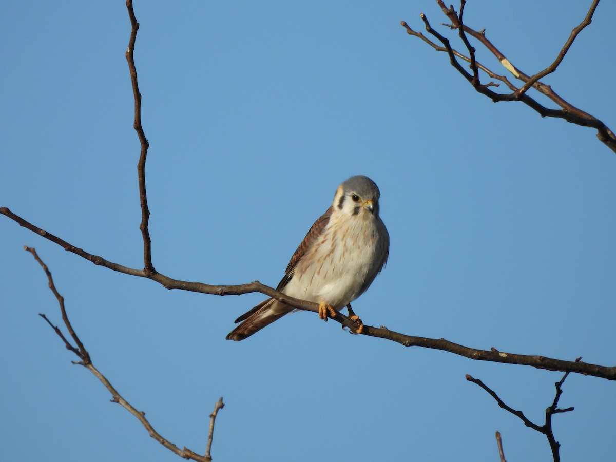 American Kestrel - ML620806756