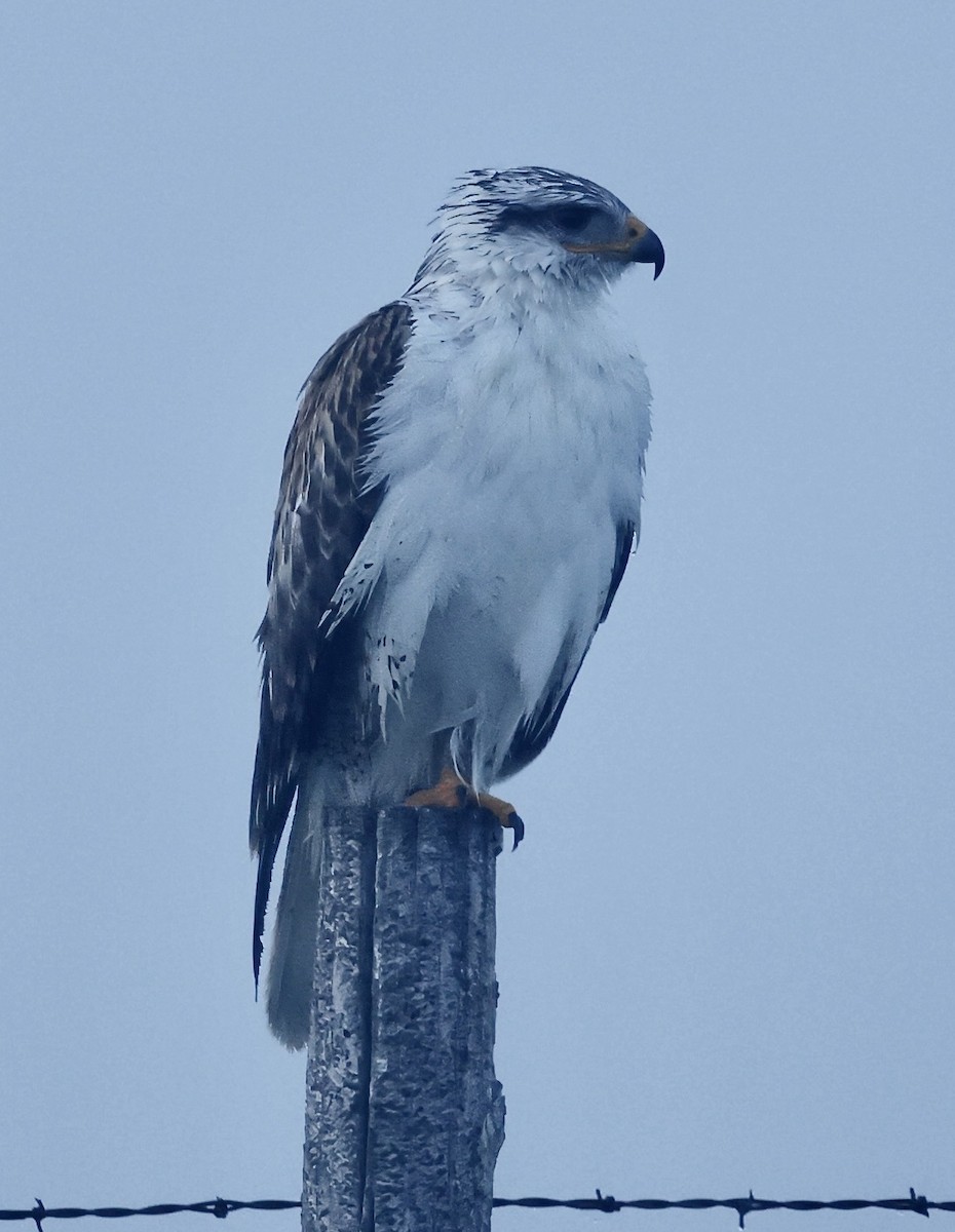 Ferruginous Hawk - Jan Hansen