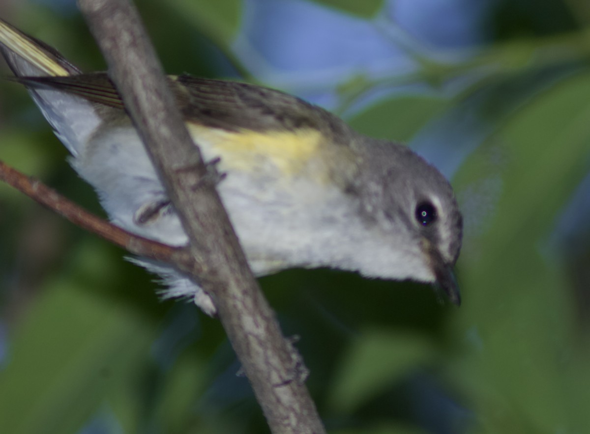 American Redstart - ML620806760