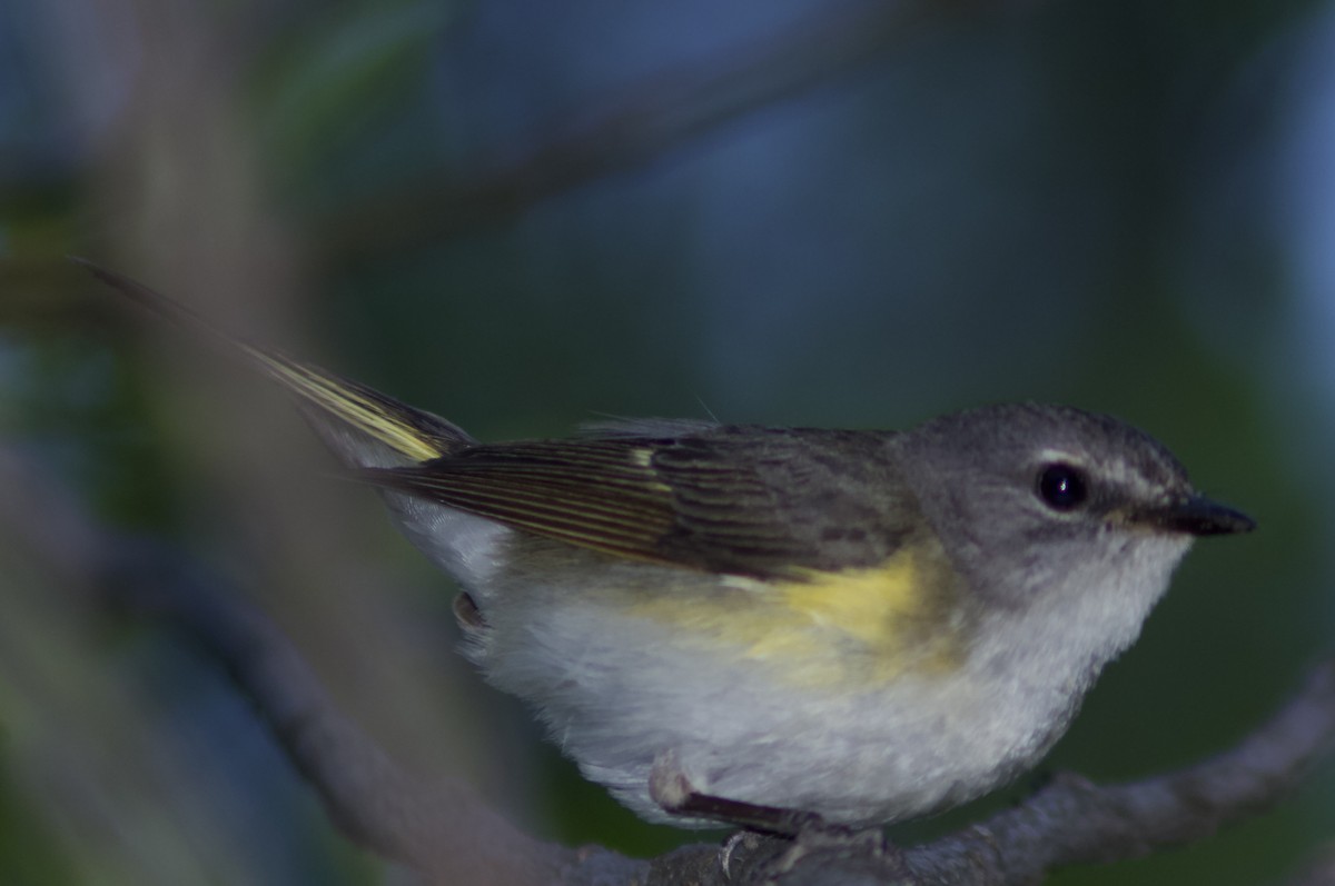 American Redstart - ML620806761