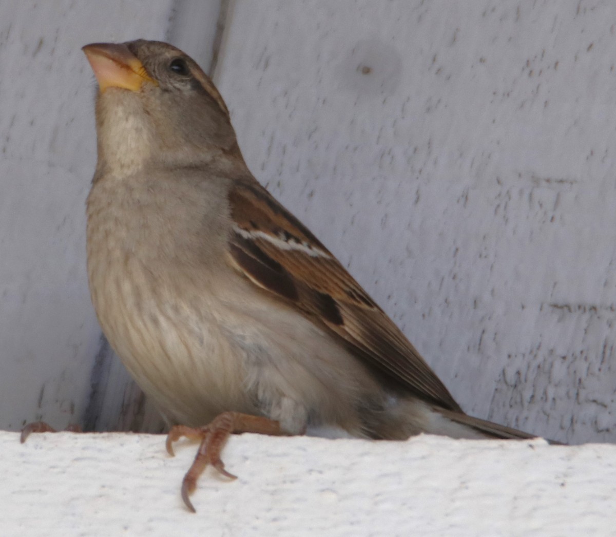 Moineau domestique - ML620806762