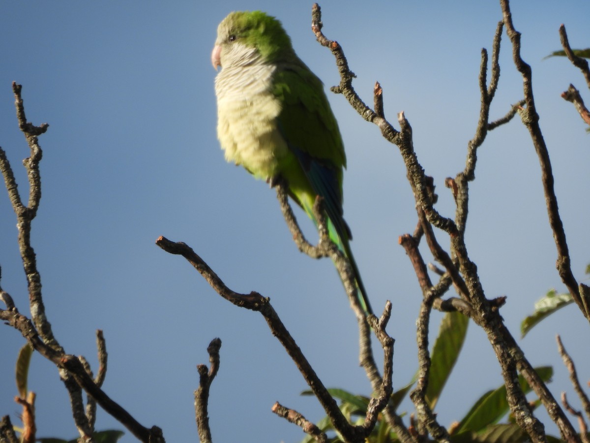 Monk Parakeet - ML620806763