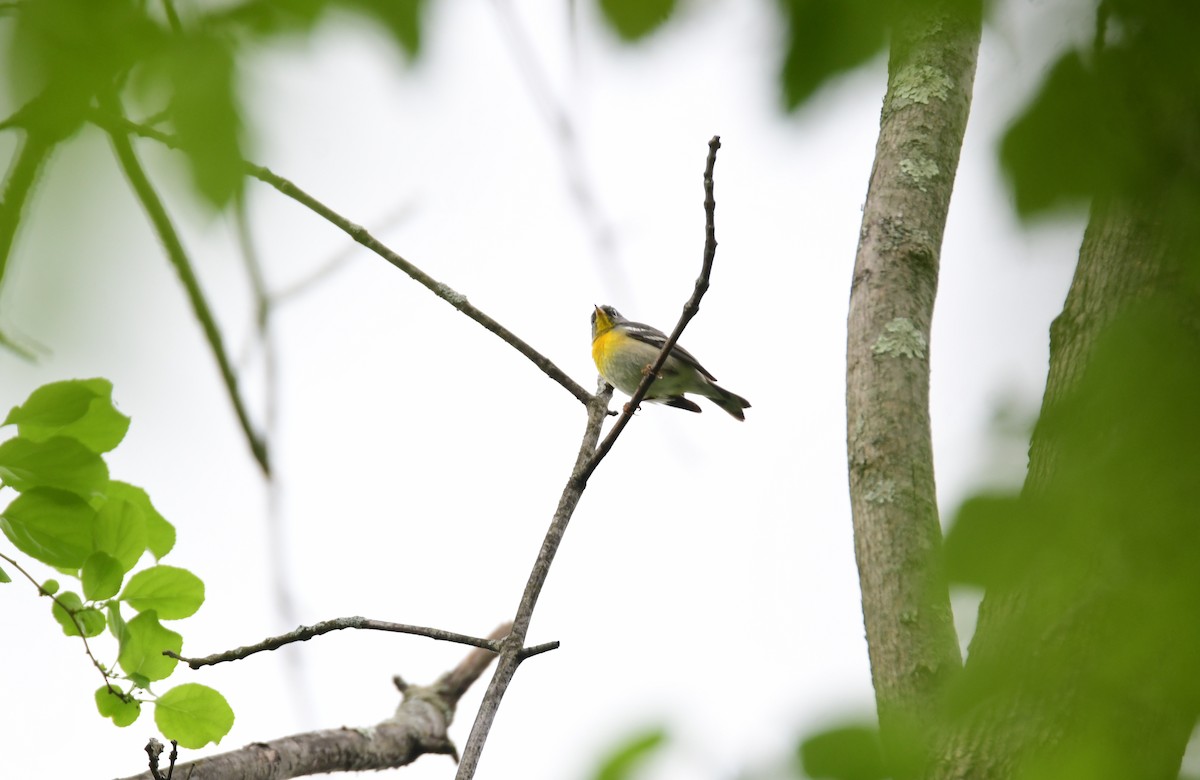 Northern Parula - Chaiby Leiman