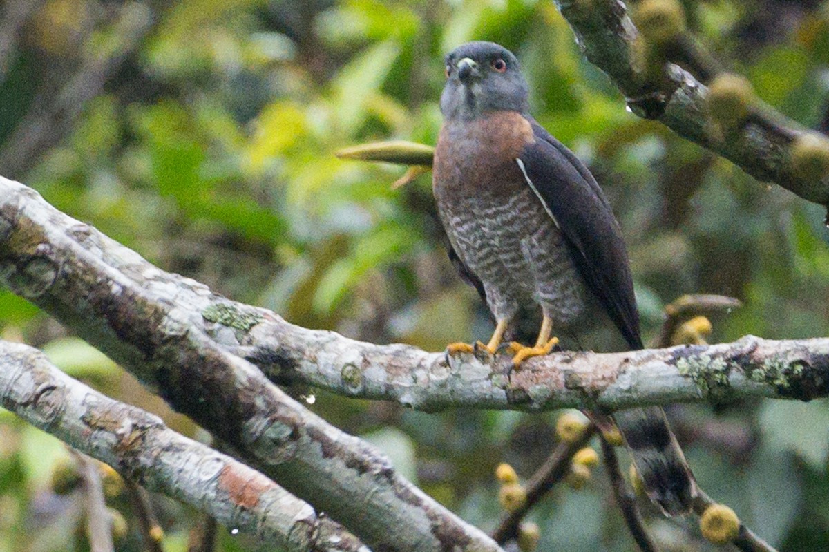 Double-toothed Kite - ML620806769