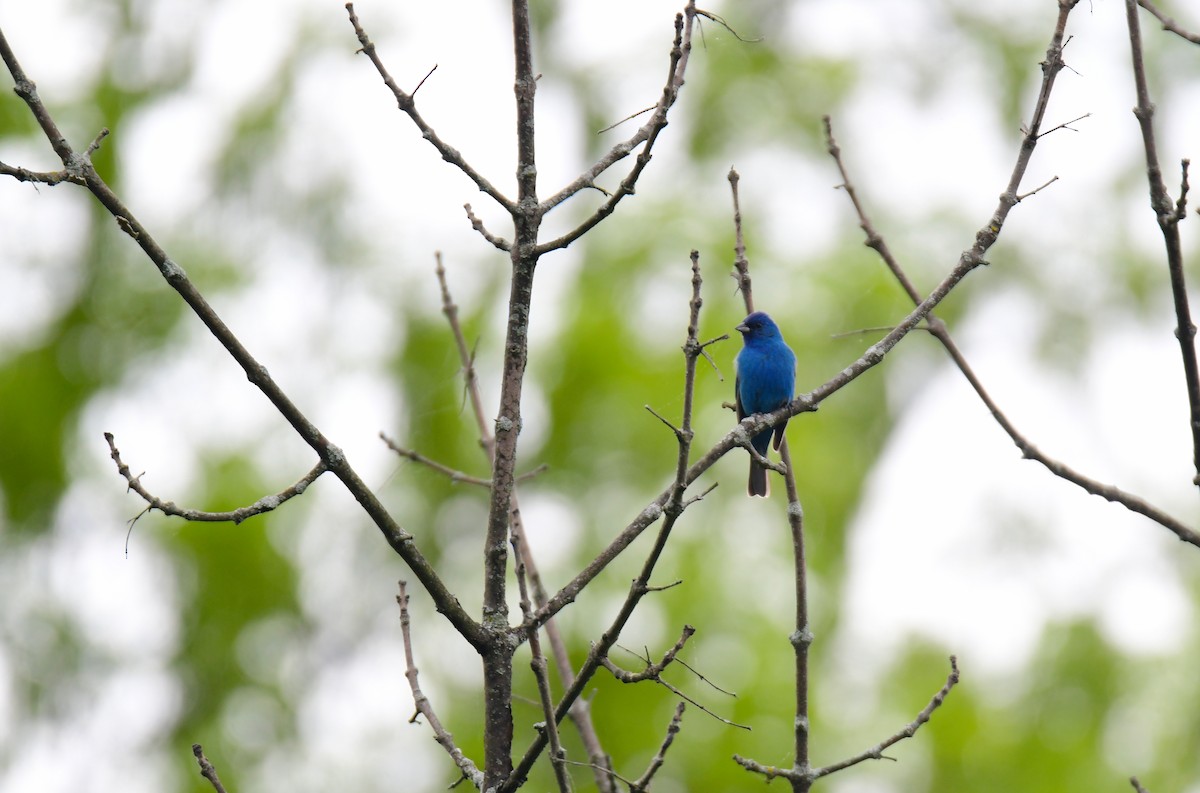 Passerin indigo - ML620806770