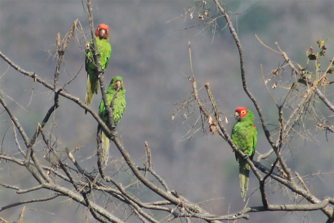 オナガアカボウシインコ - ML620806781