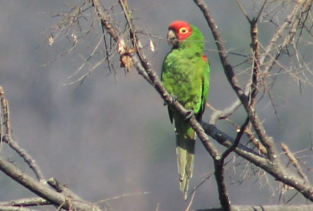 オナガアカボウシインコ - ML620806782