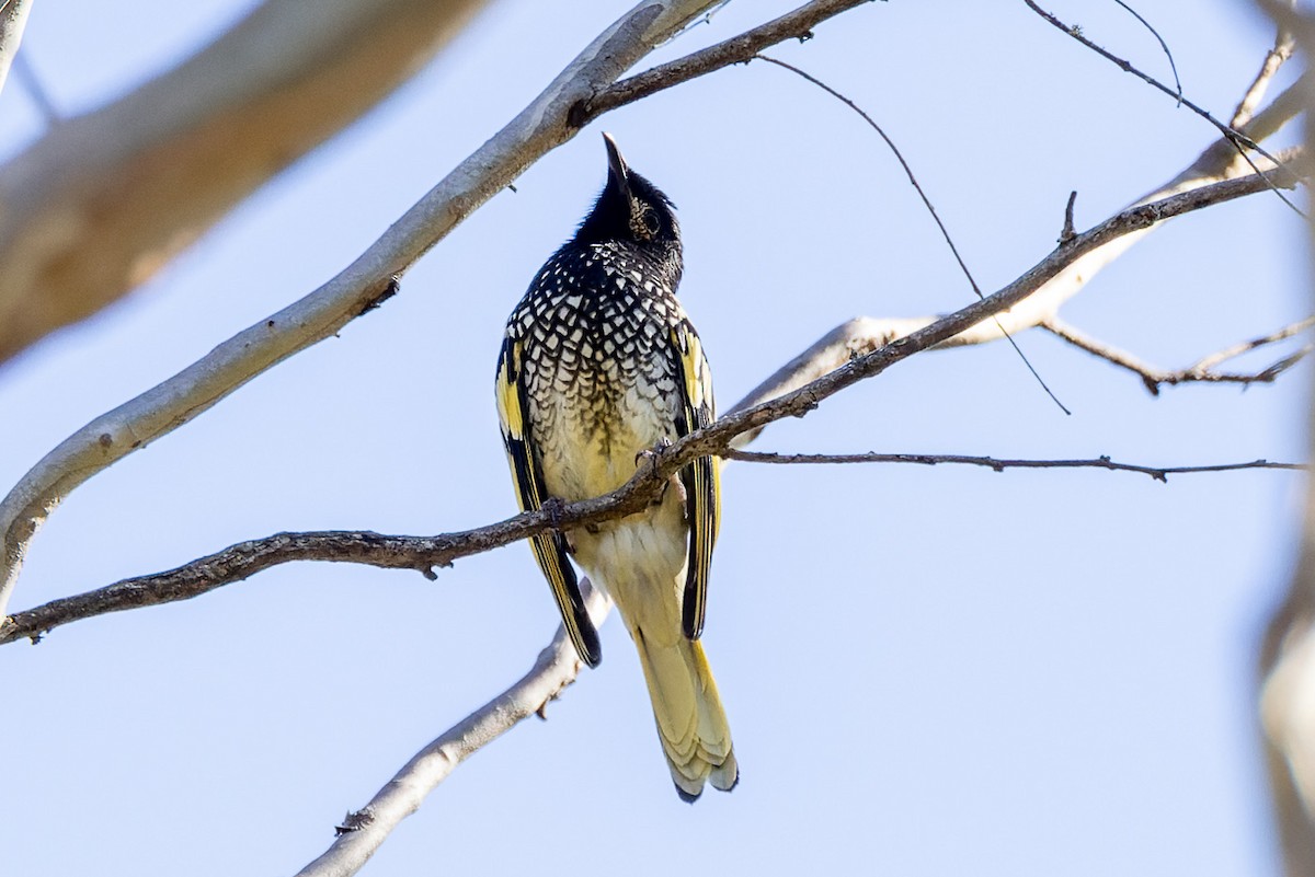 Regent Honeyeater - ML620806783