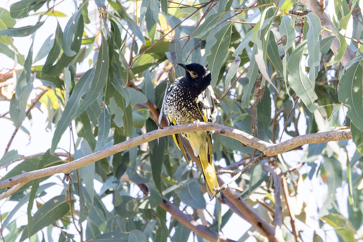 Regent Honeyeater - ML620806784