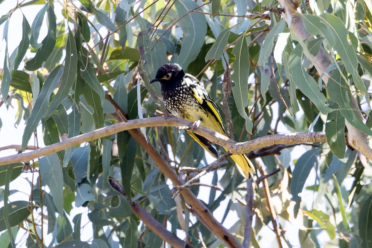 Regent Honeyeater - ML620806785