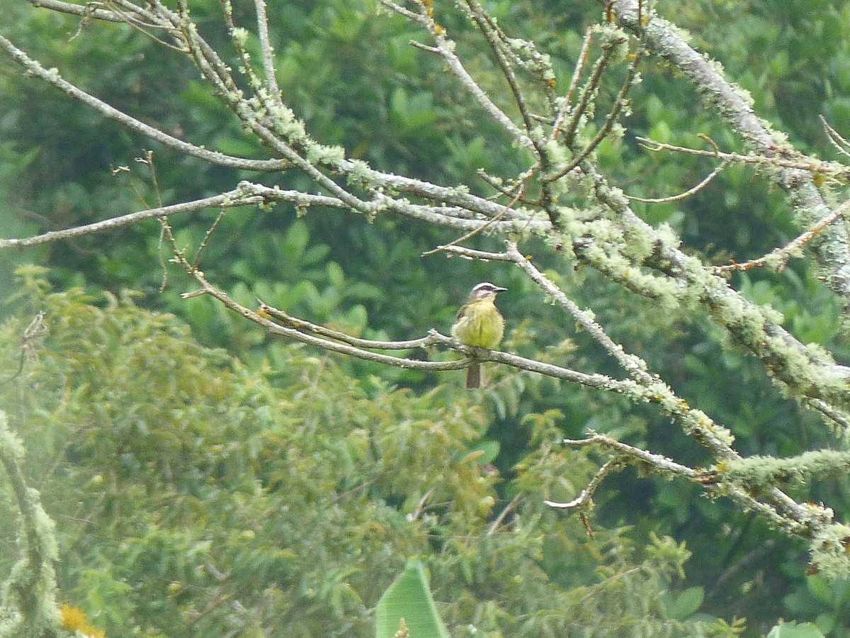 Golden-bellied Flycatcher - ML620806790