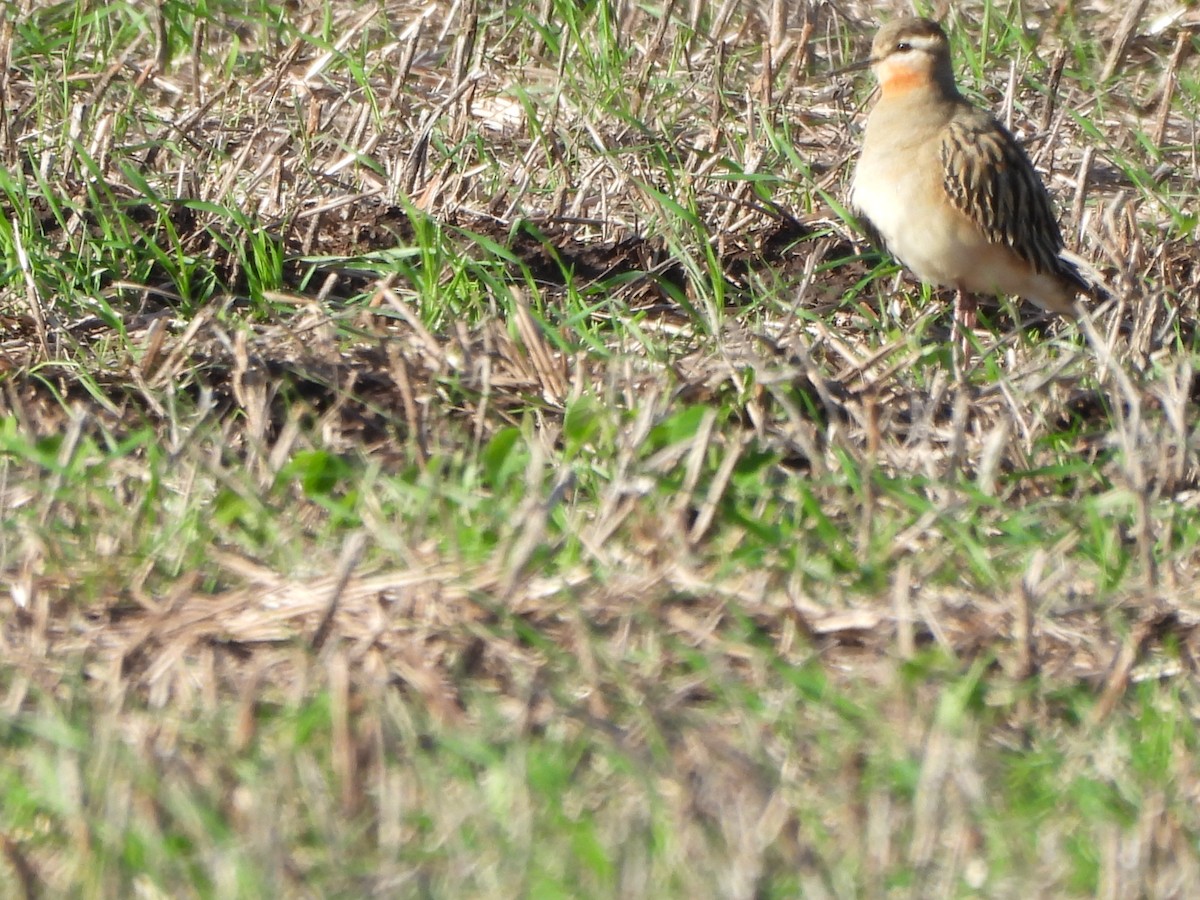 Tawny-throated Dotterel - ML620806792