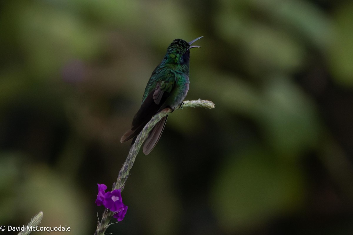 Colibrí Oreja Violeta Menor - ML620806800