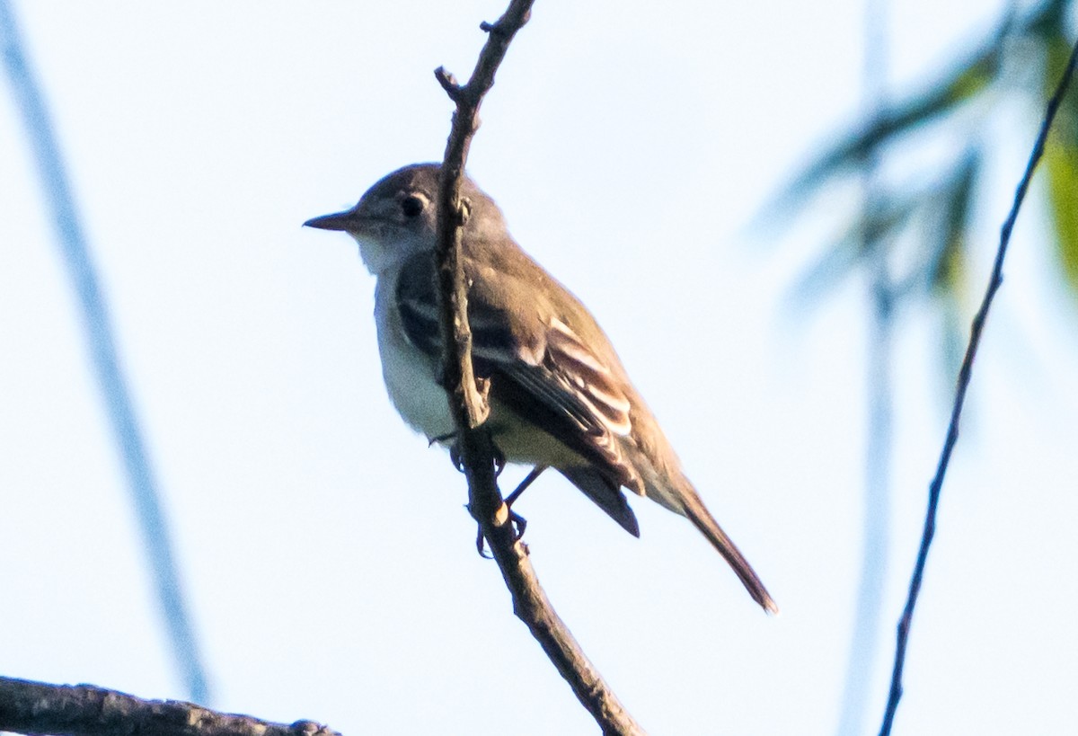 Willow Flycatcher - ML620806803