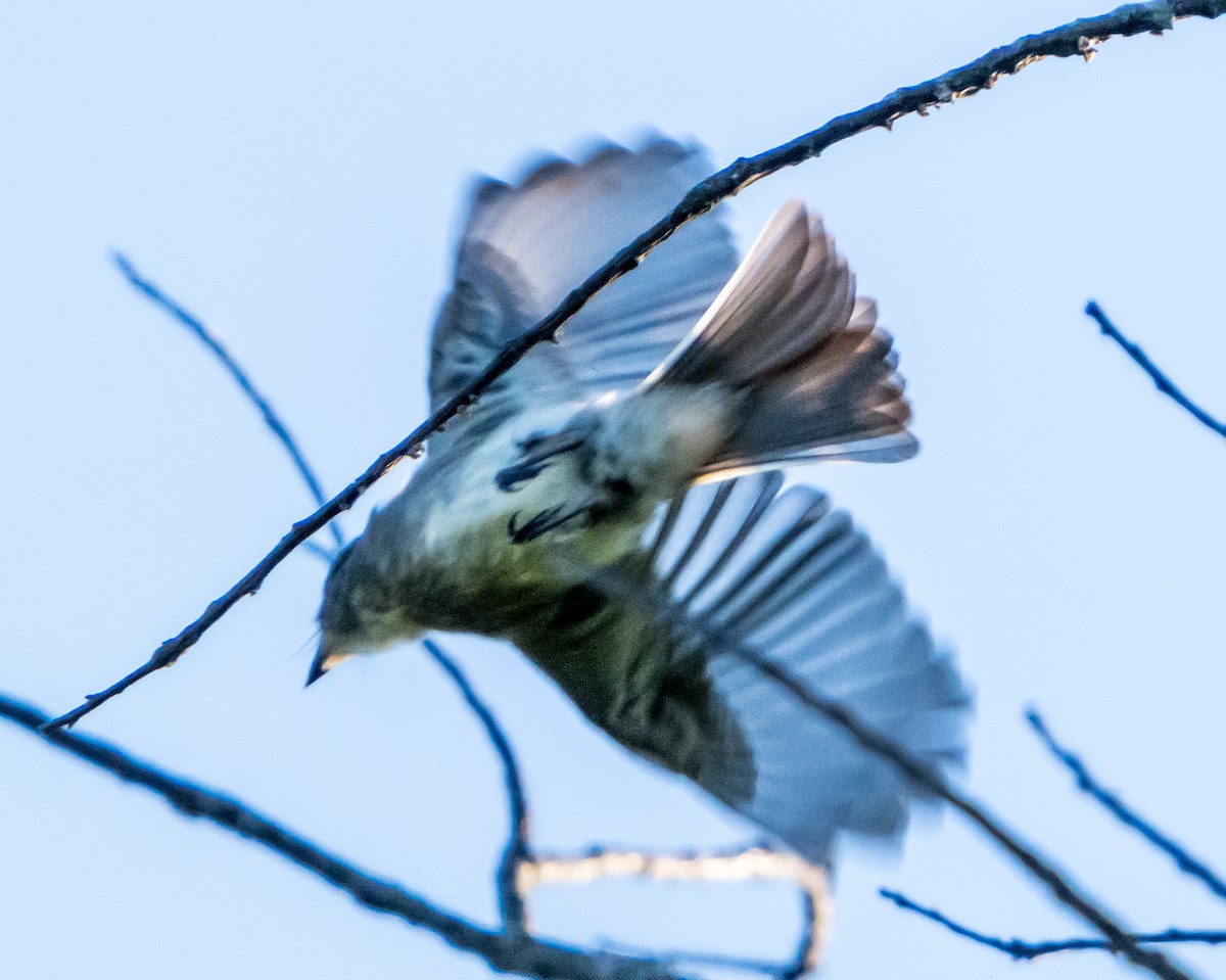 Willow Flycatcher - ML620806806