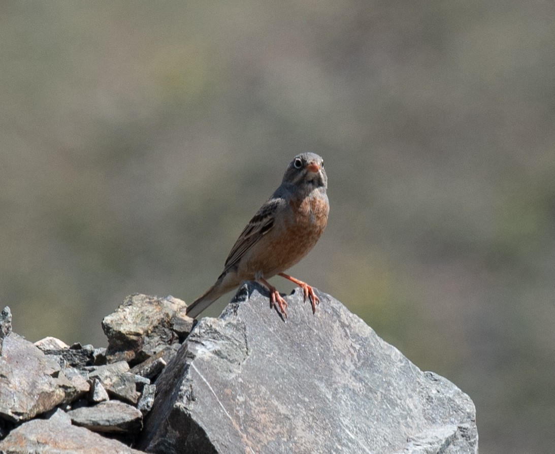 Gray-necked Bunting - ML620806807