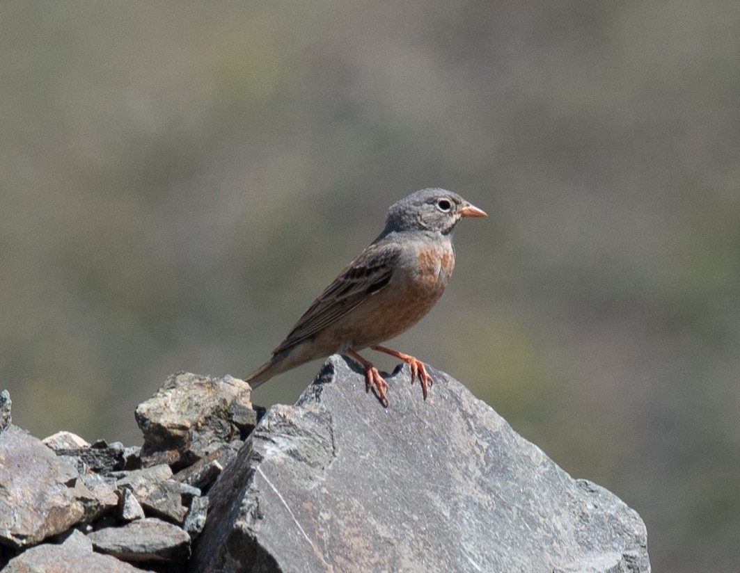 Gray-necked Bunting - ML620806808