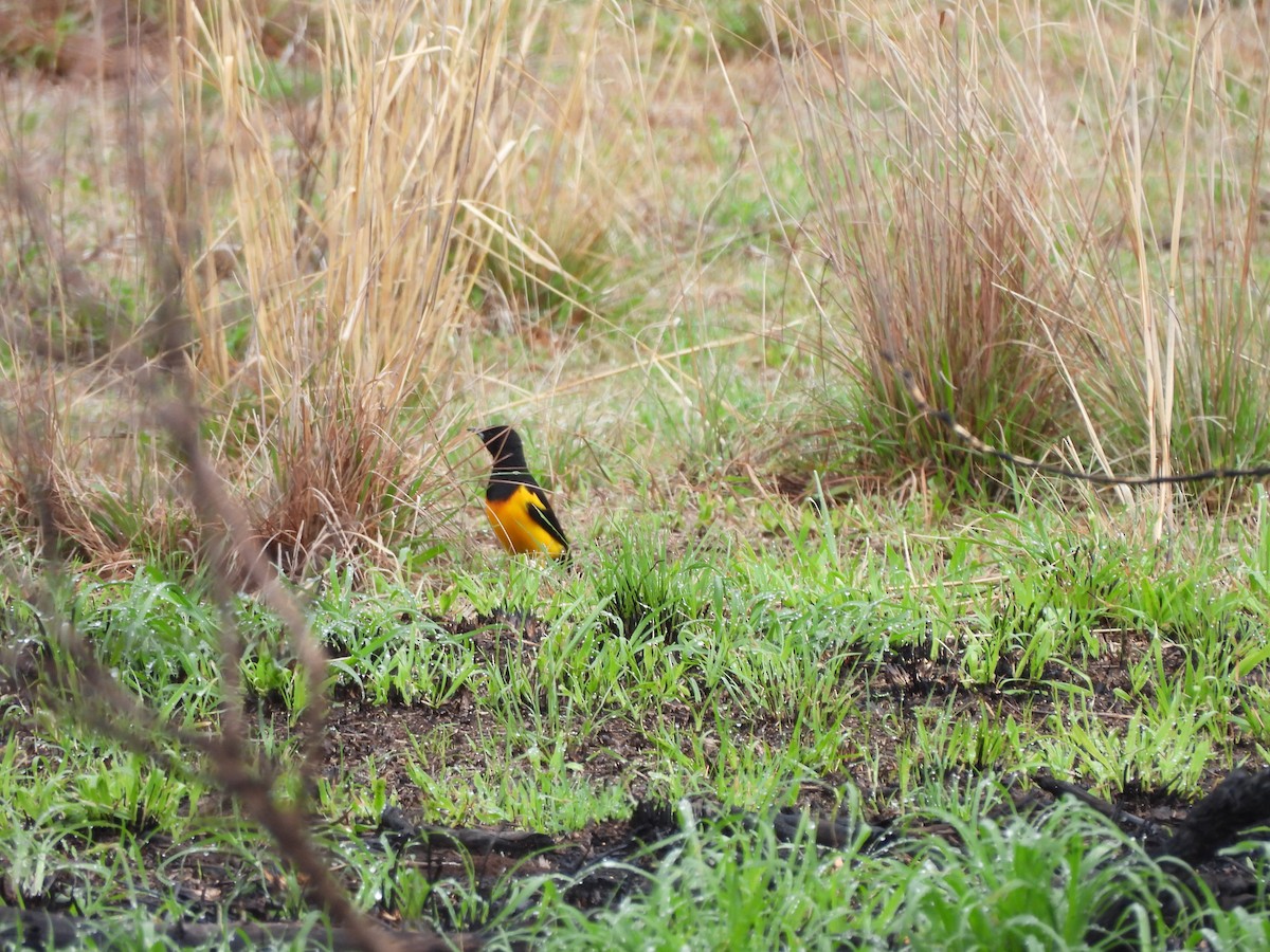 Black-vented Oriole - ML620806810