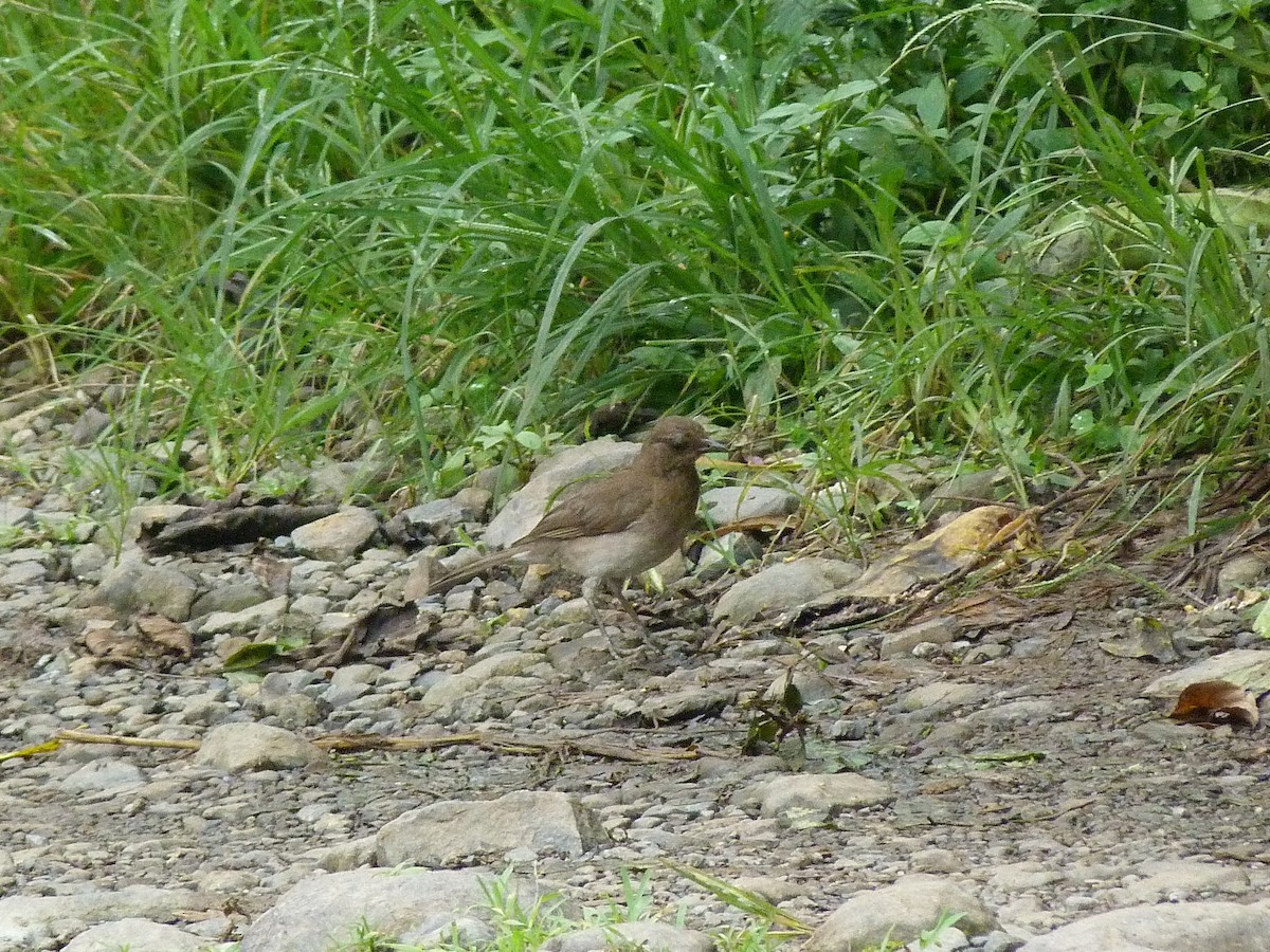 Black-billed Thrush - Jaime A Garizábal-Carmona